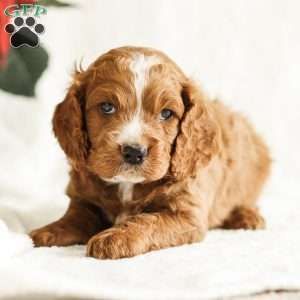 Dash, Cockapoo Puppy